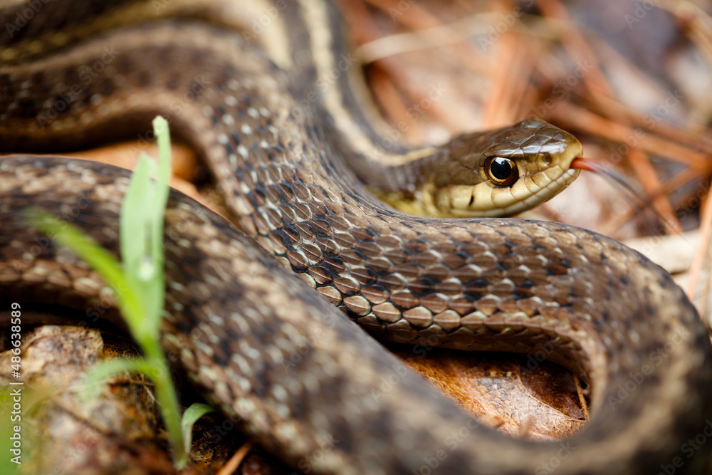 Garter Snake Garter Snake