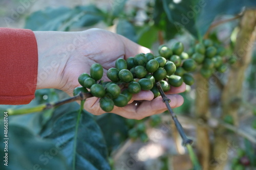 An orange-robed farmer's hand holds a stalk of an Arabica coffee plant with raw green berries on an organic farm. Unripe coffee beans on the coffee plant. Robusta has a low caffeine content, aroma. 
