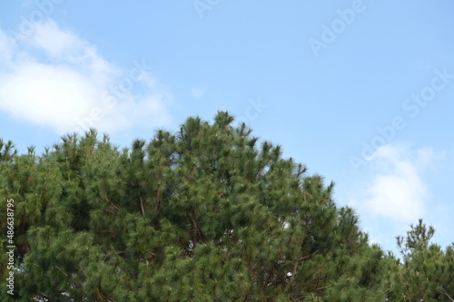 Khasiya Pine Scientific name Pinus kesiya Royle ex Gordon on bright blue sky background. Classified as a medium to large perennial, the leaves are small, long, slender. into clusters, 3 per cluster, n