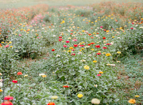 Flower Garden 