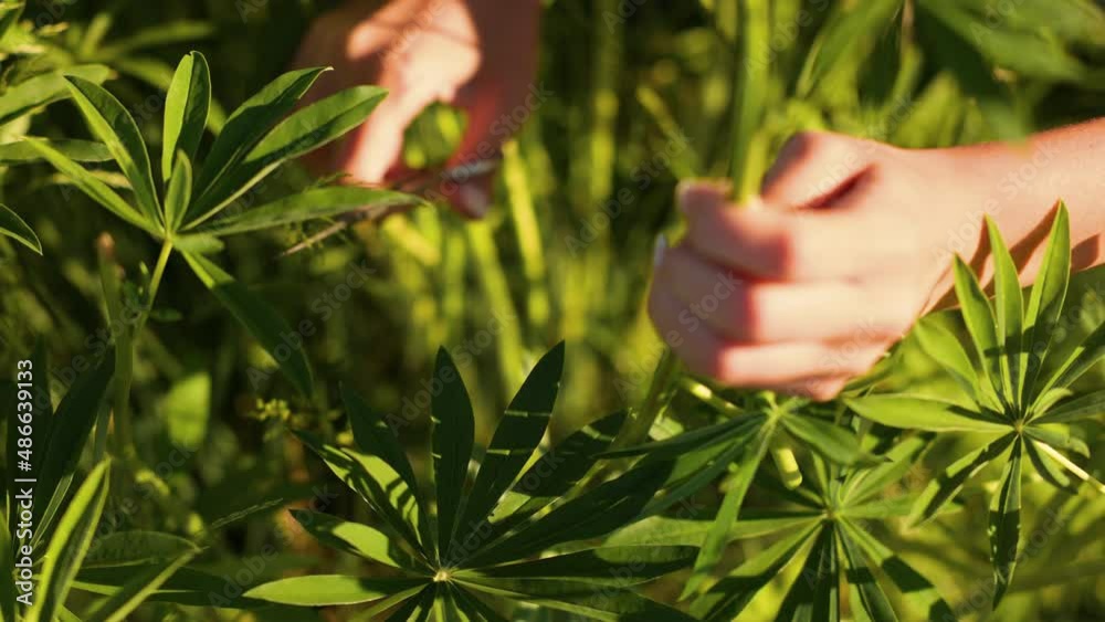 Flowering white lupines are cut with scissors and make a bouquet of flowering plants. The concept of a holiday in nature