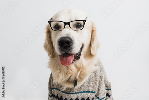 Golden retriever in sweater and glasses
