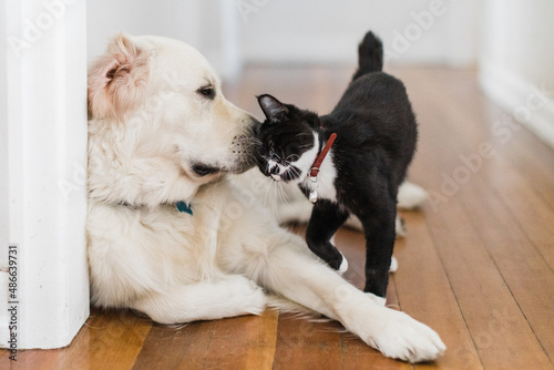 manx kitten and retriever dog