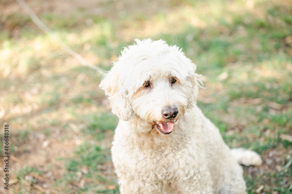 Happy white golden doodle dog looking away, close up outdoor portrait