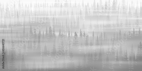 Coniferous forest in the morning fog, black and white landscape  © Valerii