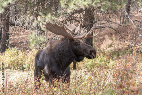 shiras bull moose in Washington photo
