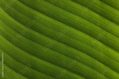 Banana green leaf closeup 