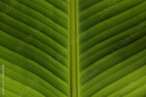 Banana green leaf closeup 
