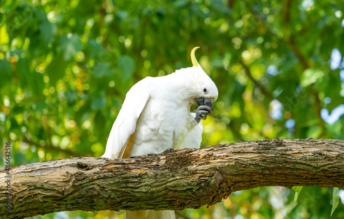 A sulphur crested cockatoo perched on a branch holding its beak in its claw