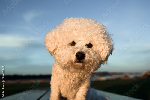 White Poodle photo