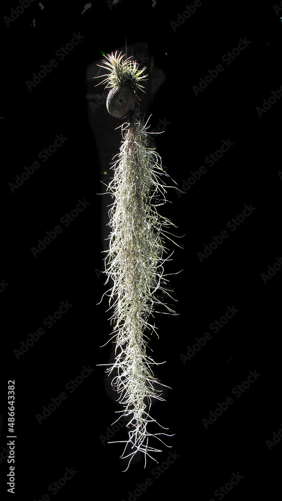 Spanish moss (Spanish moss; Scientific name Tillandsia usneoides) is a rootless plant in the