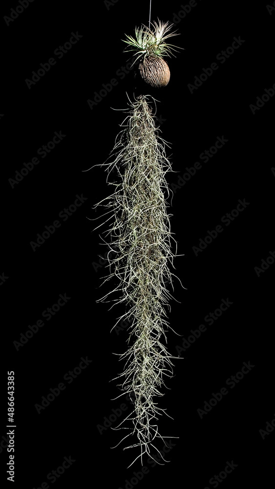 Spanish moss (Spanish moss; Scientific name Tillandsia usneoides) is a rootless plant in the
