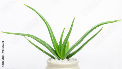 Aloe Vera plant