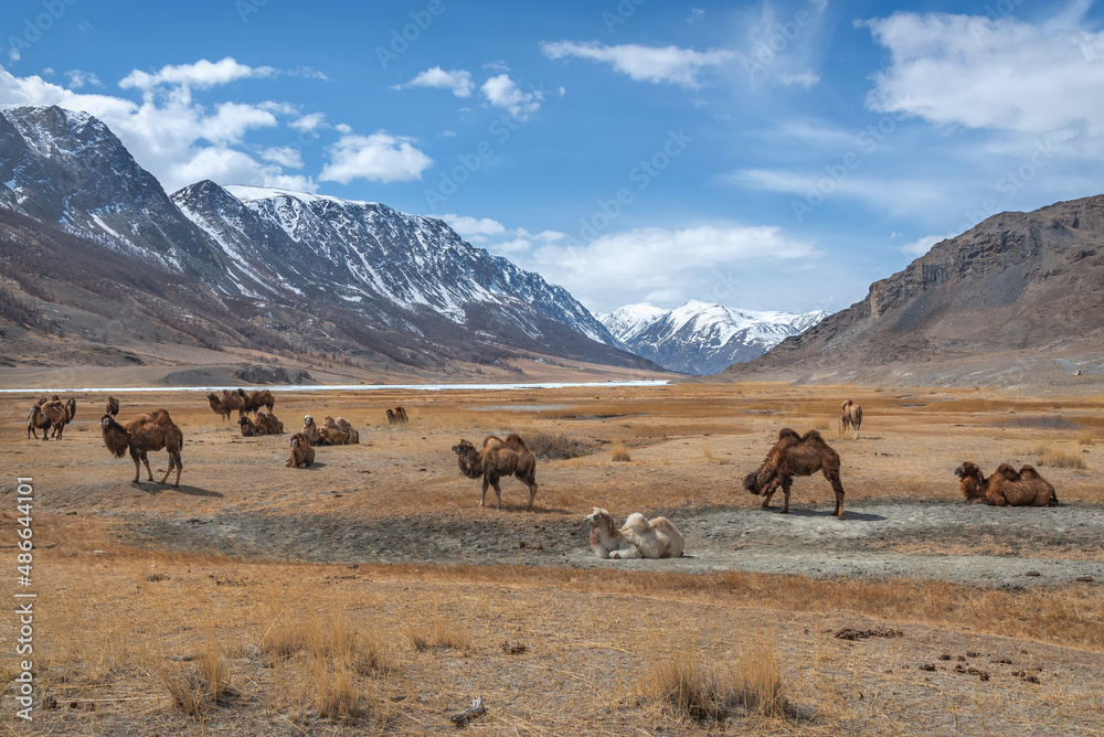 camels herd graze steppe mountains spring camels herd graze steppe mountains spring