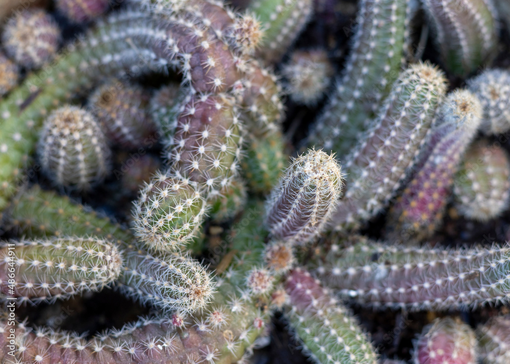 Echinopsis chamaecereus or chamaecereus cactus Echinopsis chamaecereus or chamaecereus cactus