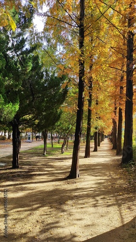 The park in autumn in Korea.