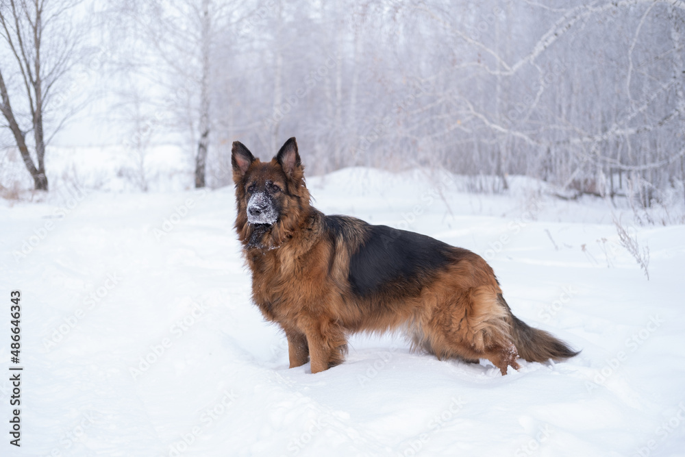 Naklejka premium German shepherd dog walks in nature in snowdrifts in winter. Snowy weather for walking with a pet.