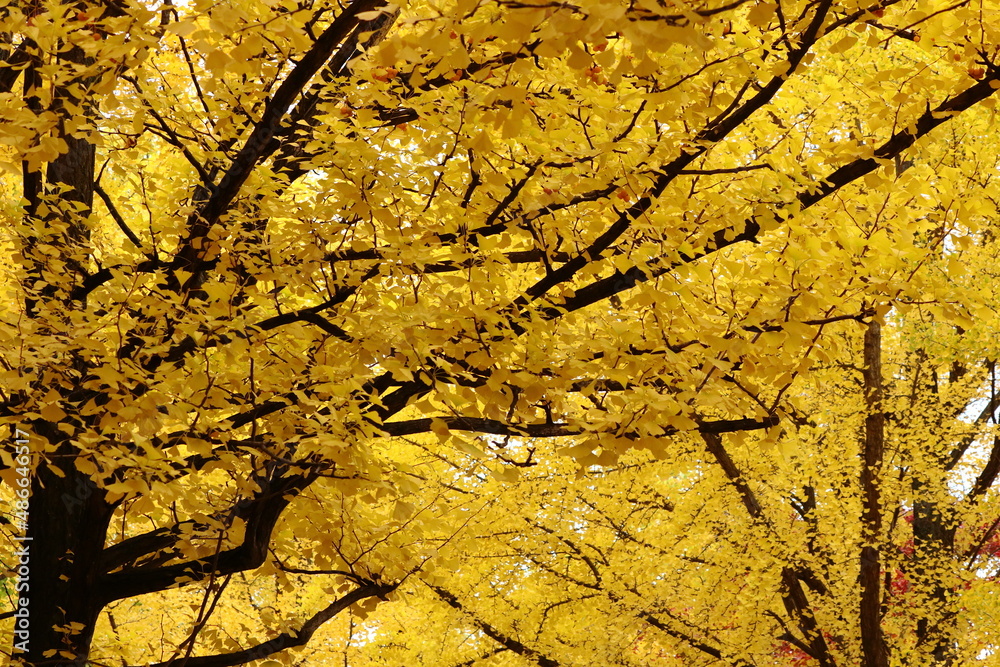 北海道大学のイチョウ並木