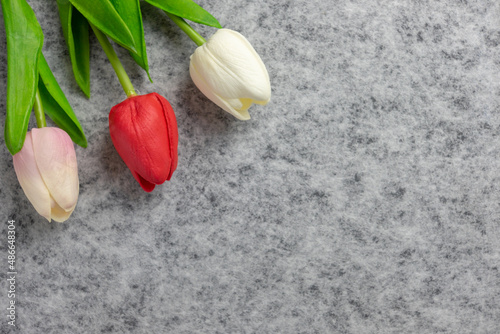 Tulips flower on gray background, white and red tulips, Valentine's day background used for desktop wallpaper or website design.