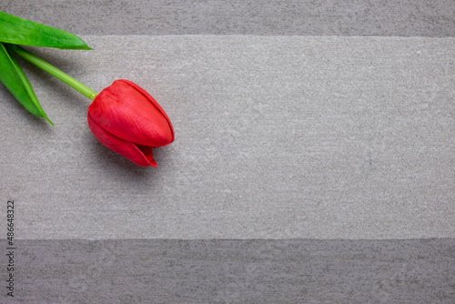 Tulip flower on gray background, Red tulip, Valentine's day background used for desktop wallpaper or website design.