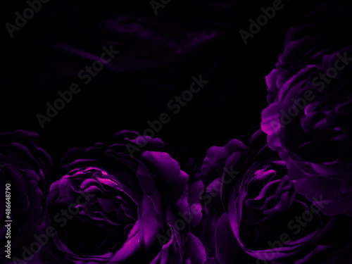 Beautiful abstract  blue and purple flowers on black background, black flower frame, dark leaves texture, purple background, purple background, flowers for Christmas and valentine celebrations