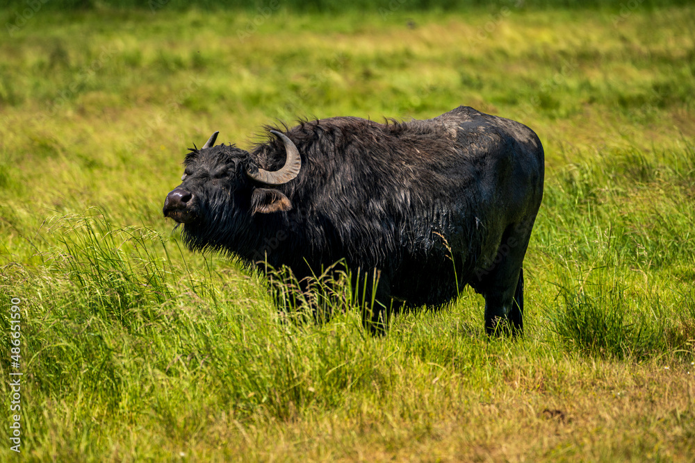 A water buffalo grazing on a meadow A water buffalo grazing on a meadow