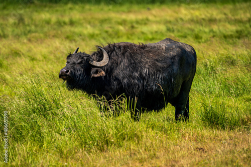 A water buffalo grazing on a meadow