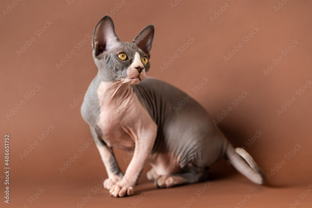Luxury blue and white color Sphynx Cat of 4 months old sitting in tense pose on brown background and looking away with attentive yellow eyes. Studio shot. Your Cat's Questions Answers Day concept