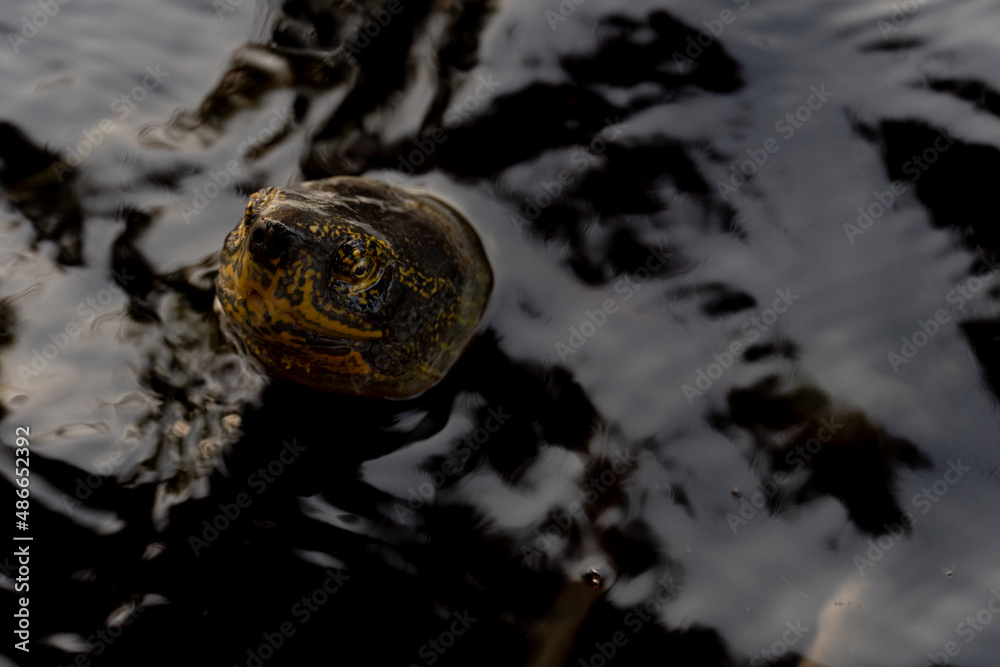 Head of a turtle sticking its neck out above the water surface. The water surface is dark at night. Head of a turtle sticking its neck out above the water surface. The water surface is dark at night.