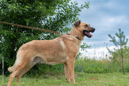 Beautiful village dog on a leash in the field. © shymar27
