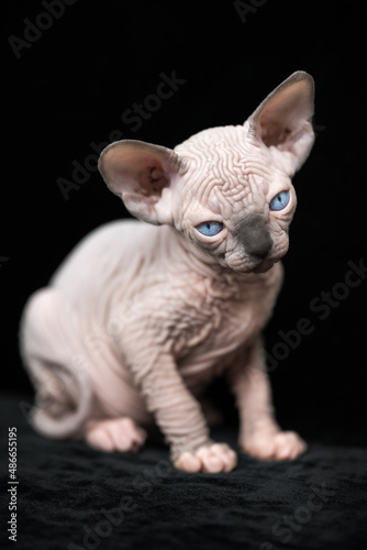 Kitten of Canadian Sphynx blue mink with white color sitting on black background. Portrait of hairless kitty with blue eyes. Concept of health and welfare of domestic cats.