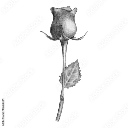 closed rose flower bud drawing