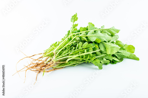 Handful of fresh organic vegetable radish sprouts on white background