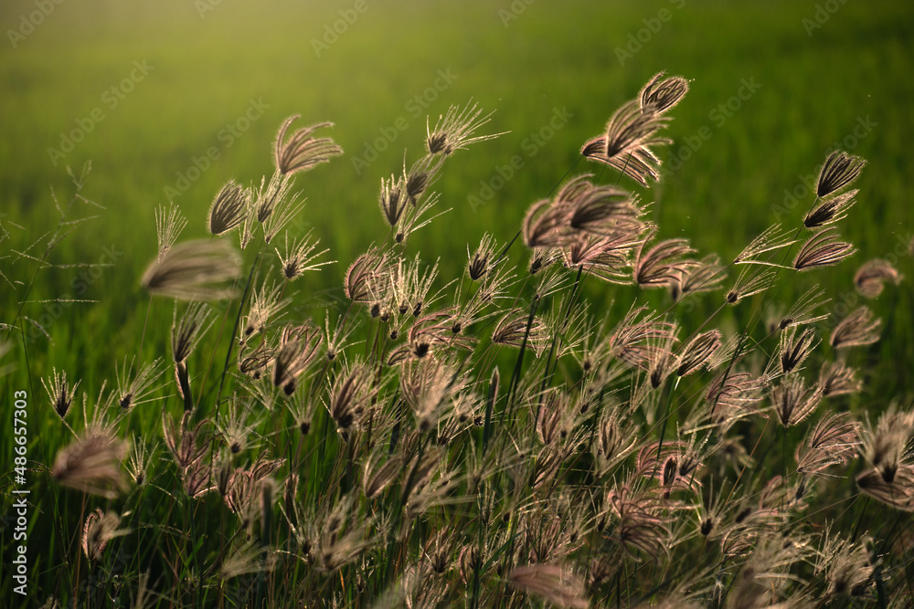Wild flowers close up with sunlight shading Wild flowers close up with sunlight shading
