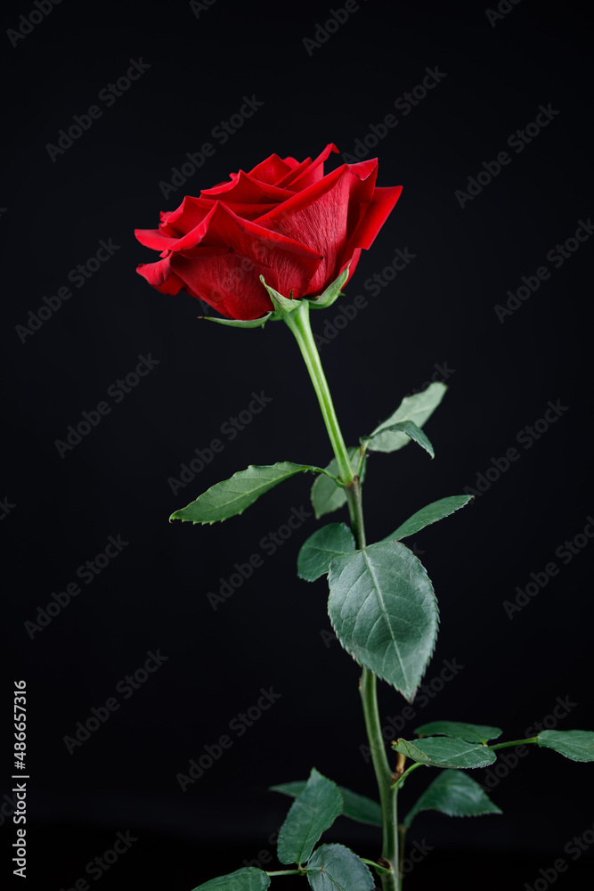 Beautiful red rose on a black background. Beautiful red rose on a black background.