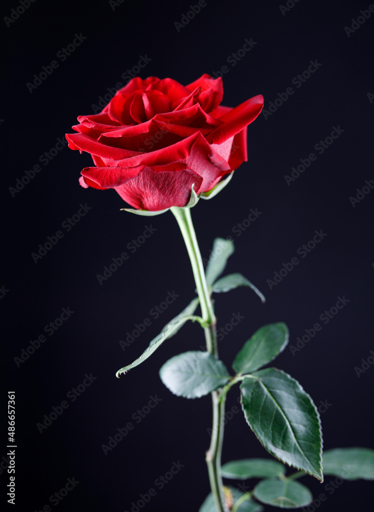 Fototapeta premium Beautiful red rose on a black background.