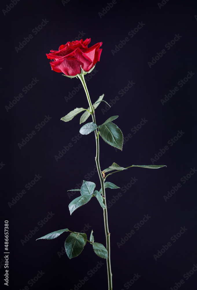 A gorgeous red rose on a black background . A gorgeous red rose on a black background .