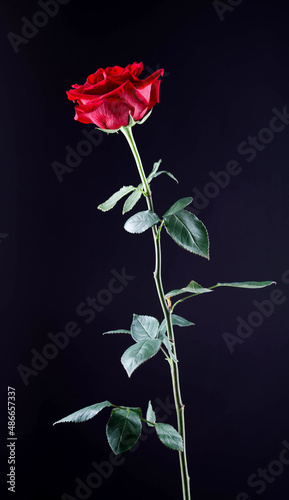 Beautiful red rose on a black background.