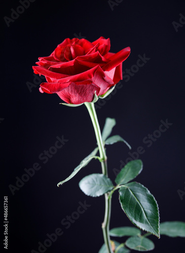 Wallpaper Mural Beautiful red rose on a black background. Torontodigital.ca