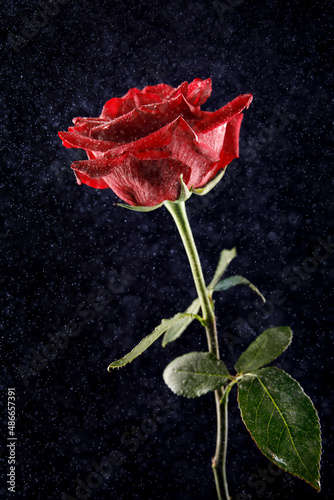 A gorgeous red rose on a black background .