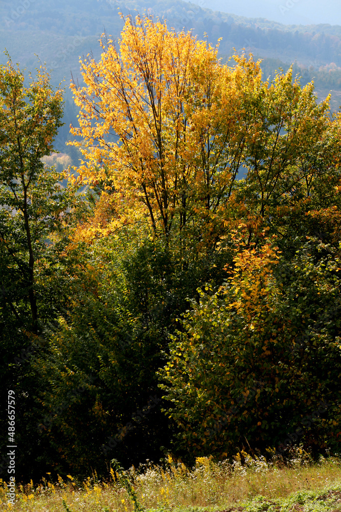 autumn in the forest