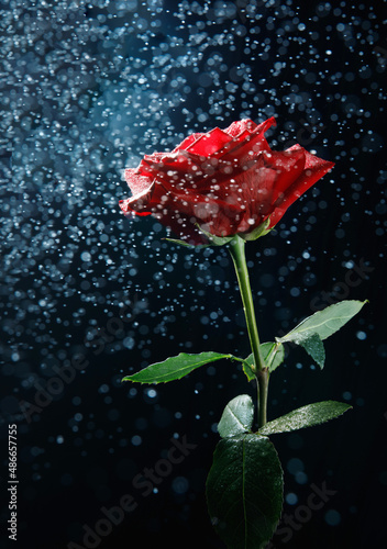 Beautiful photo of a big red rose . Drops of water are flying from above on the rose flower .
