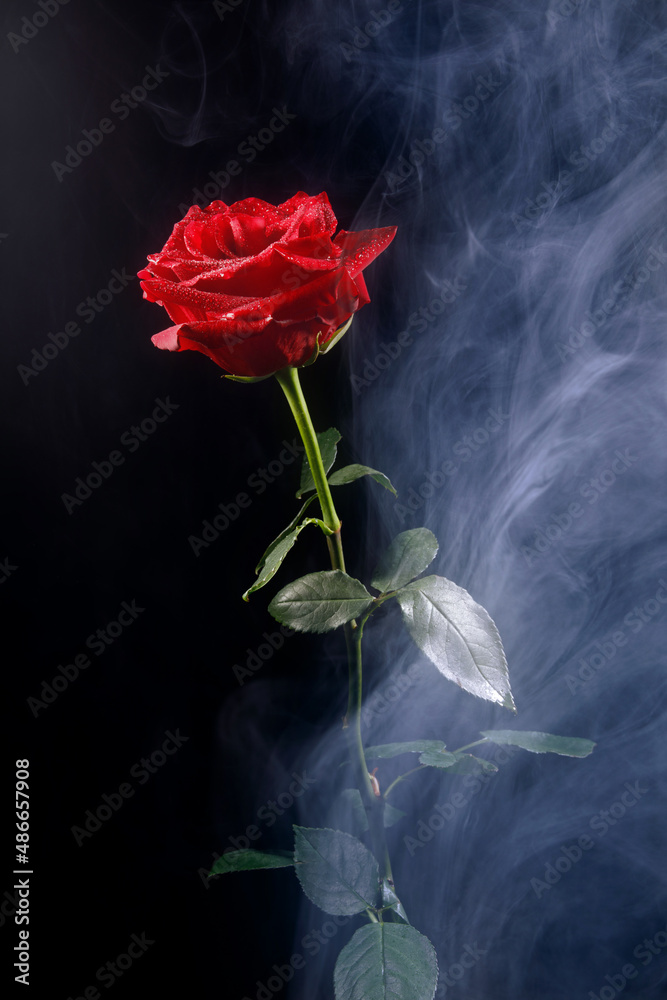 Fototapeta premium Beautiful red rose in smoke on a black background.