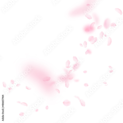 Sakura petals falling down. Romantic pink flowers corner. Flying petals on white square background. Love, romance concept. Sublime wedding invitation.