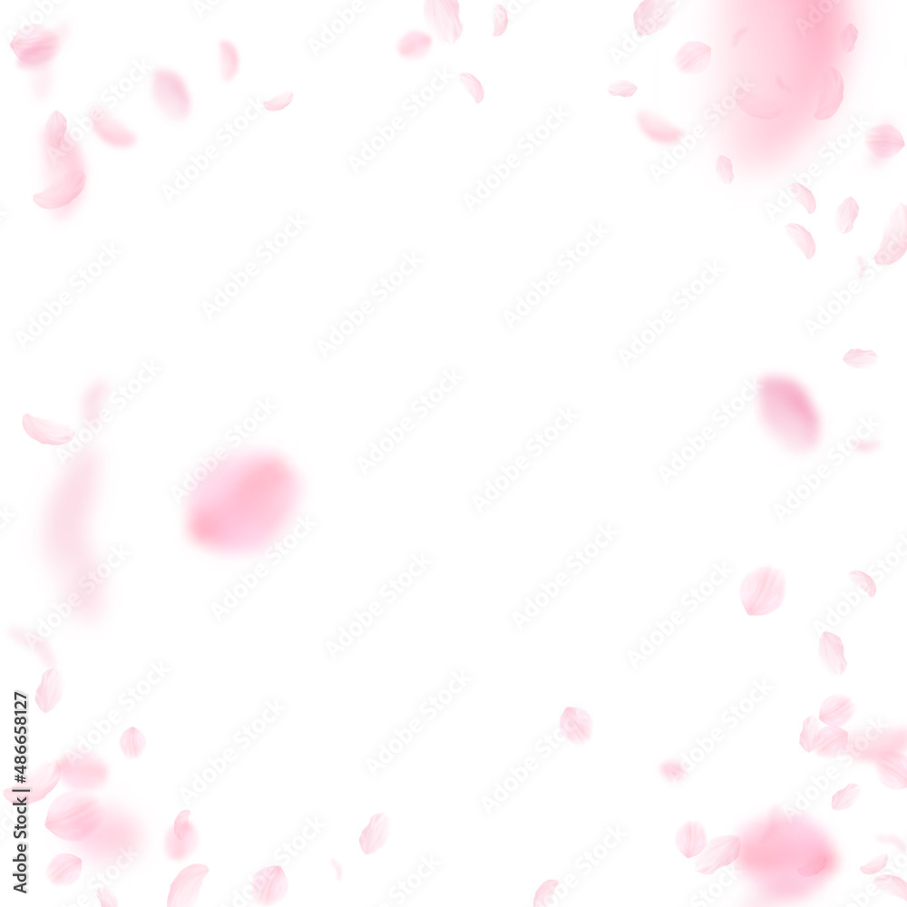 Sakura petals falling down. Romantic pink flowers vignette. Flying petals on white square background. Love, romance concept. Great wedding invitation.