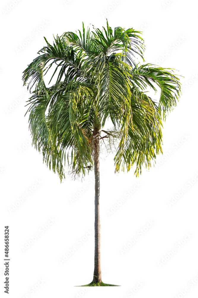 Fototapeta premium isolated big palm tree on White Background.Large palm trees database Botanical garden organization elements of Asian nature in Thailand, tropical trees isolated used for design, advertising