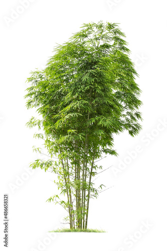 isolated big bamboo tree on White Background.Large coconut trees database Botanical garden organization elements of Asian nature in Thailand, tropical trees isolated used for design, advertising © Gan