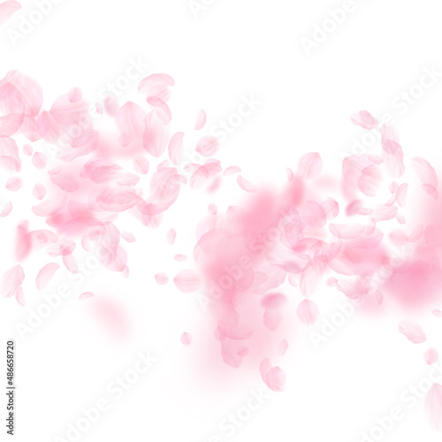 Sakura petals falling down. Romantic pink flowers falling rain. Flying petals on white square background. Love  romance concept. Imaginative wedding invitation.