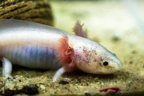 axolotl floats in the aquarium close up. Selective focus.