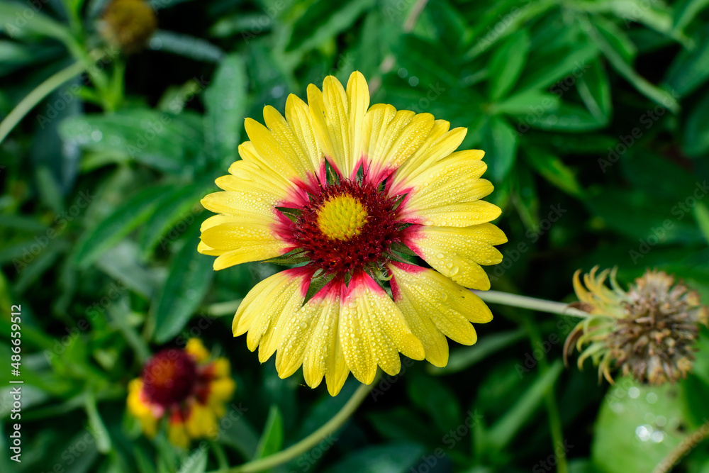 One vivid yellow and orange Gaillardia flower, common known as blanket flower, and blurred green leaves in soft focus, in a garden in a sunny summer day, beautiful outdoor floral background. One vivid yellow and orange Gaillardia flower, common known as blanket flower, and blurred green leaves in soft focus, in a garden in a sunny summer day, beautiful outdoor floral background.